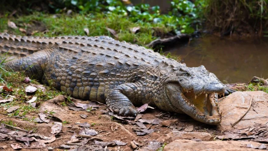 Are Crocodiles Bulletproof? How Thick Is Crocodile Skin?