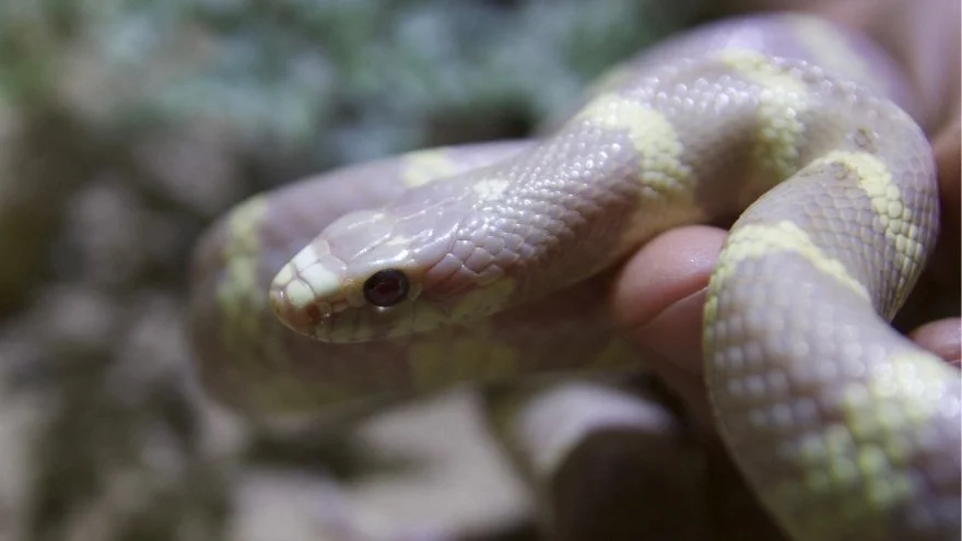 Are There Real Purple Snakes? (10 Species With Pictures)