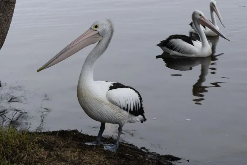 Australian Pelicans (Thalassoica Antarctica) in Natural Habitat