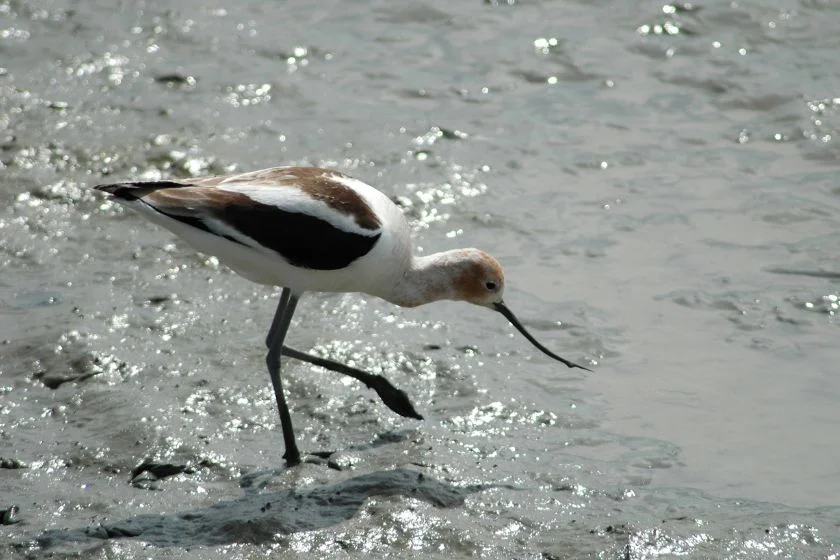 Avocets (Recurvirostra) Hunting for Fish