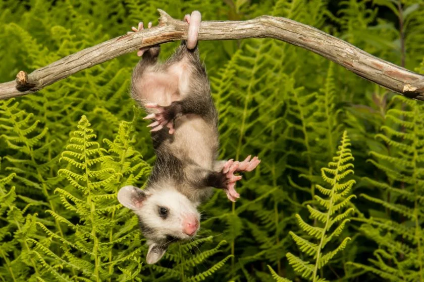 Baby Opossum (Didelphidea) Hanging Down from Branch