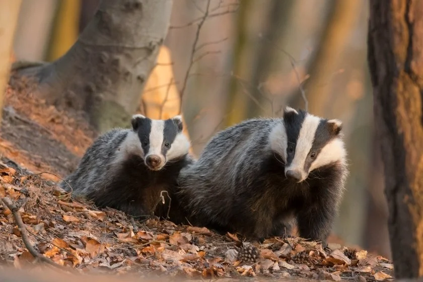 Badger (Meles meles) Sow and Cub
