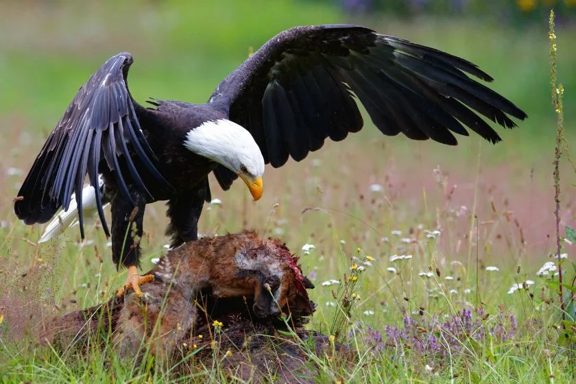 Bald Eagle with his Large Prey