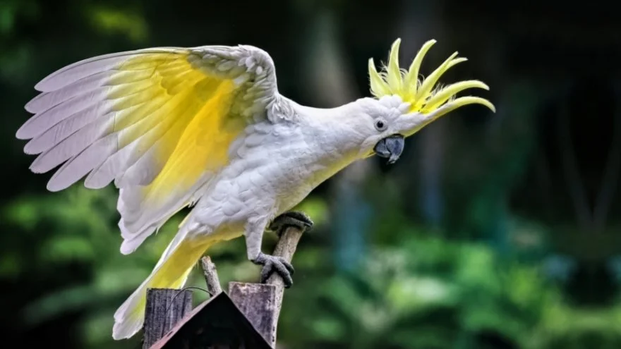 Most Beautiful Birds With Mohawks (With Pictures & Facts)