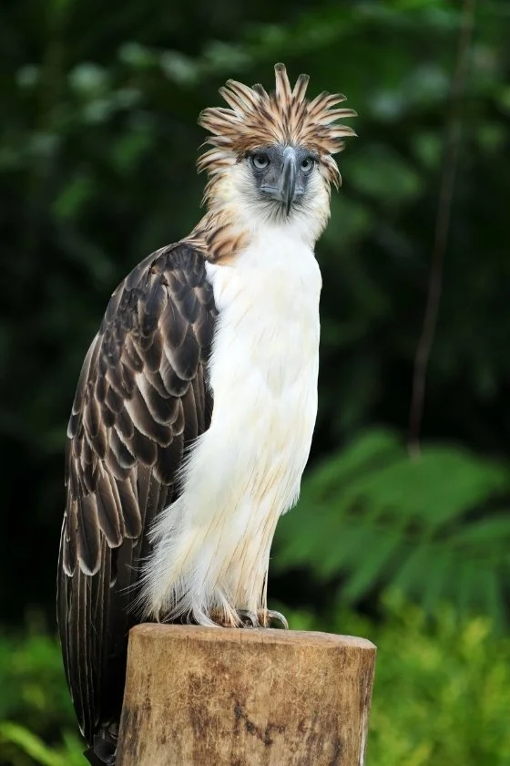 Beautiful Philippine Eagle (Pithecophaga jefferyi) - Monkey-eating Eagle