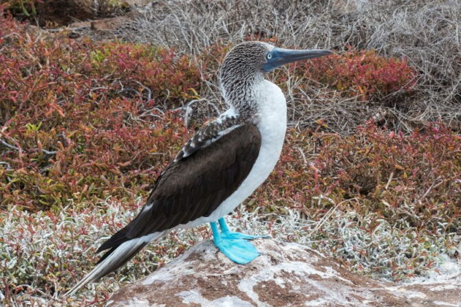 Blue-footed Booby (Sula nebouxii) Standing on an Island