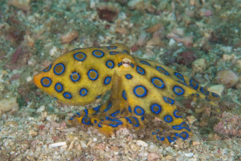 Blue-ringed Octopus (Hapalochlaena) Underwater