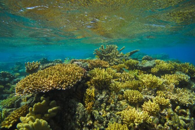 Body of Hard Coral (Scleractinia) Underwater