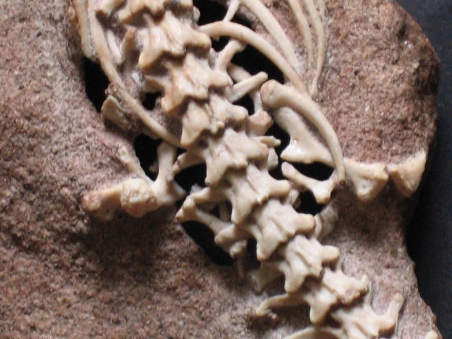 Vestigial remains of the “legged snake” Najash rionegrina