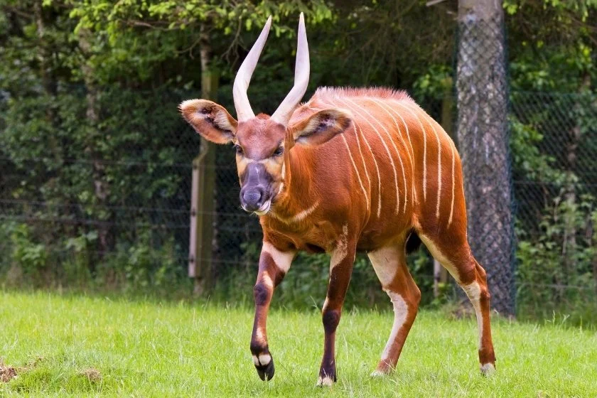Bongo Antelope (Tragelaphus eurycerus) Walking in Nature