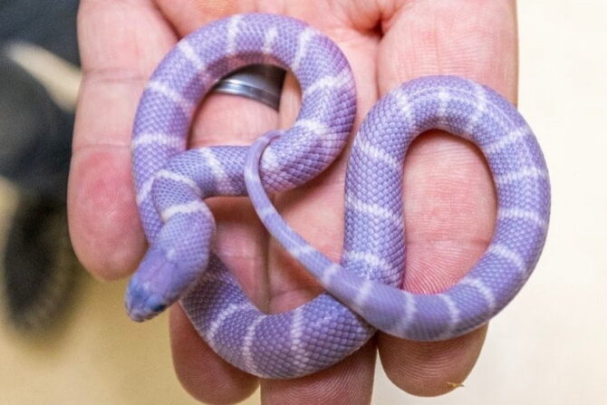 California Kingsnake (Lampropeltis California) - Purple Passion Murph (1)