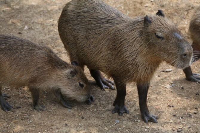 Capybara Family (Hydrochoerus hydrochaeris) on Ground