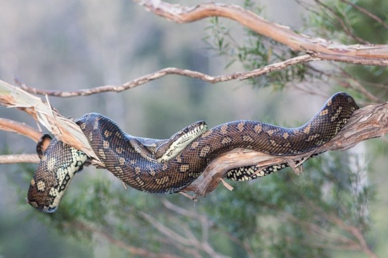 Do Snakes Have Legs? The Untold Truth About Snake Legs