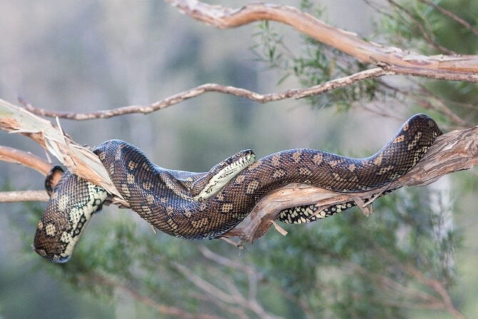 Carpet Python on Branch