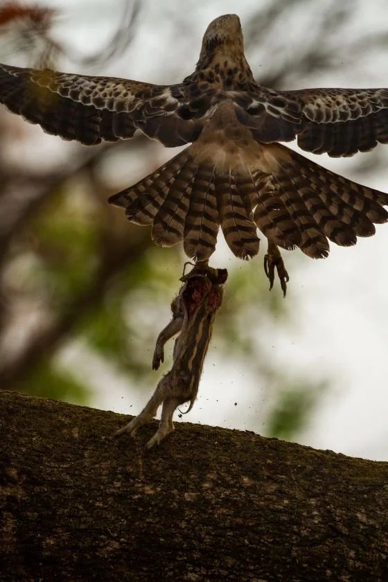 Close Up Crested Eagle Carrying Tree-Dwelling Mammal