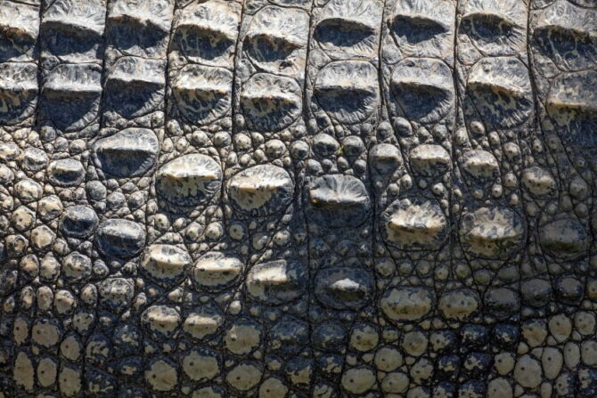 Close Up Crocodile Thick Skin
