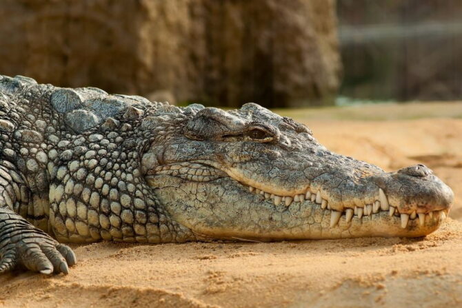 Close Up Crocodile at Zoo