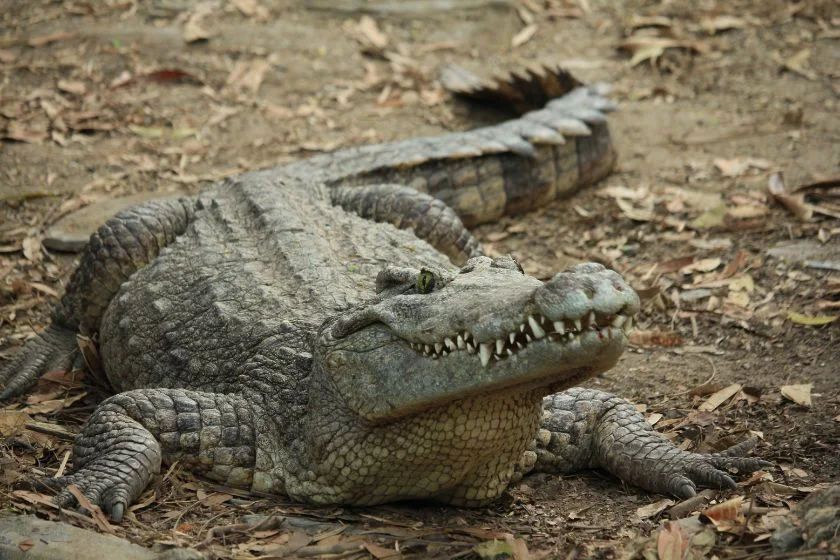 Close Up Crocodile on Ground