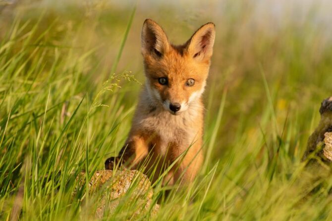 Close Up Cute Young Fox Cub Sitting in Grass