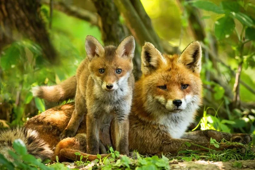 Close Up Fox Family - Mother Fox with Fox Kitten Resting Near Den