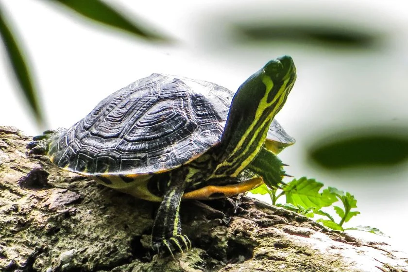 Close Up Green Aquatic Turtle on Rock