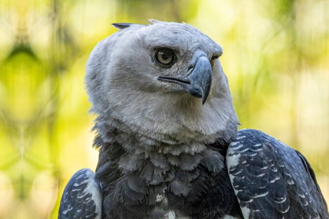 Close Up Harpy Eagle Portrait