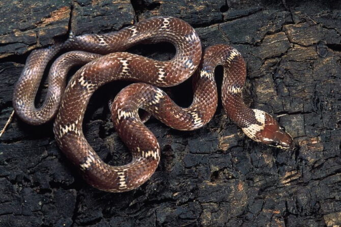 Close Up Nonvenomous Indian Wolf Snake