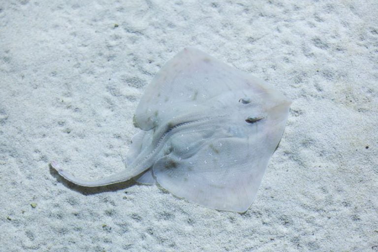 7 Most Dangerous Animals In Ireland (Some Are Deadly)