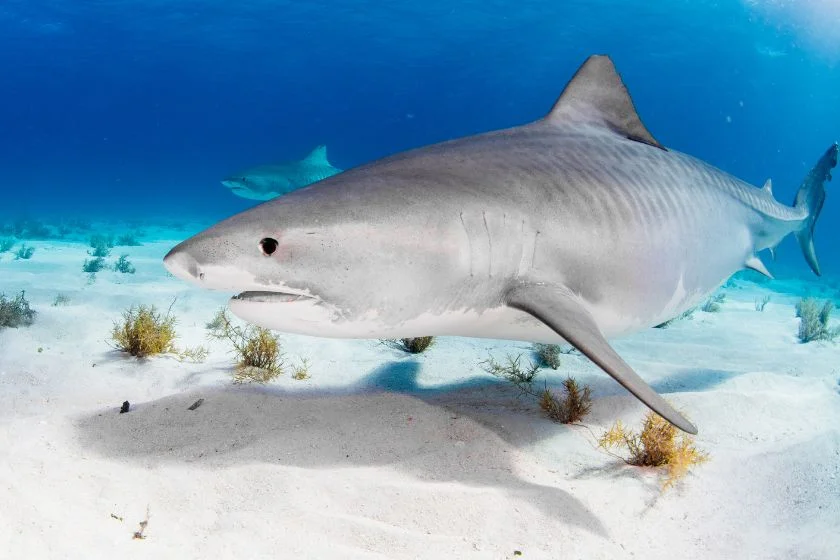 Close Up Tiger Shark Swimming Underwater (1)