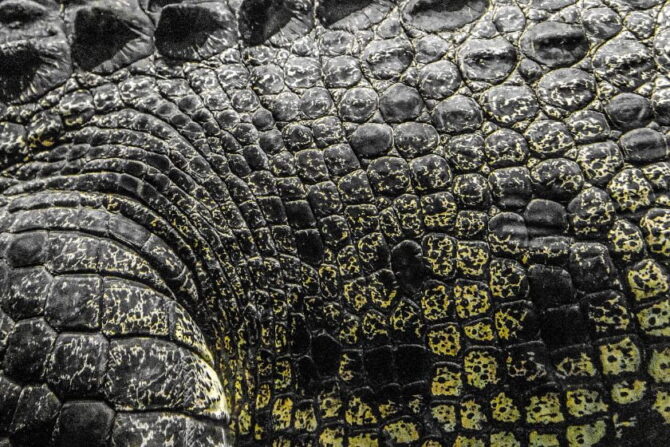 Close-Up View of Thick American Alligator Skin