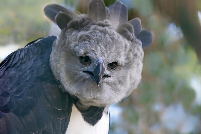 Close Up View of Harpy Eagle Face and Eyes