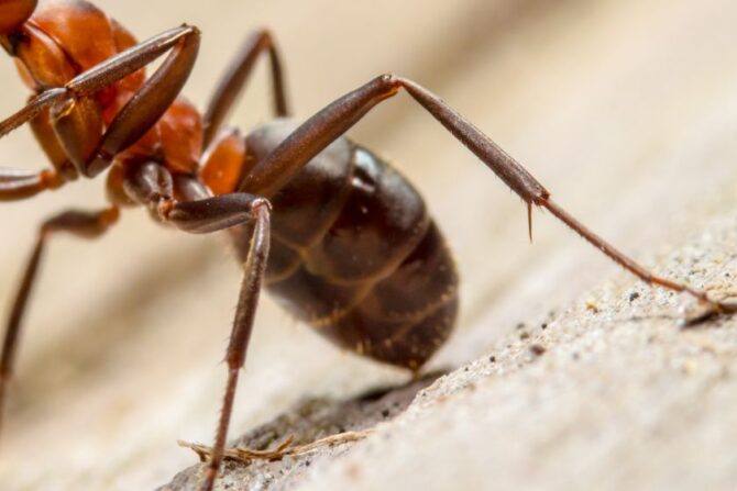 Close Up View of Red Wood Ant Gaster