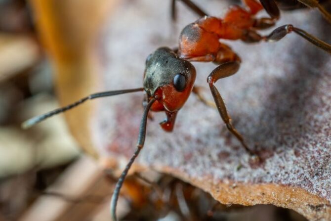 Macro View of Red and Brown Army Ant Head and Antenna