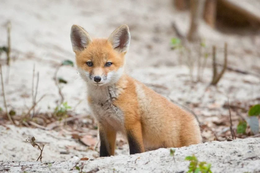 Close Up Young Fox Pup Near Den