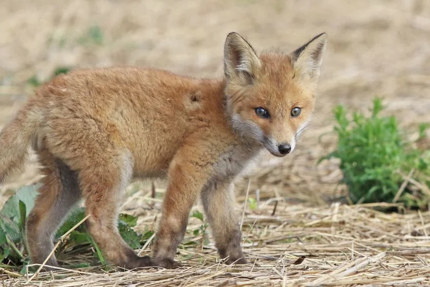 Close Up Young Red Fox Kit in the Wild