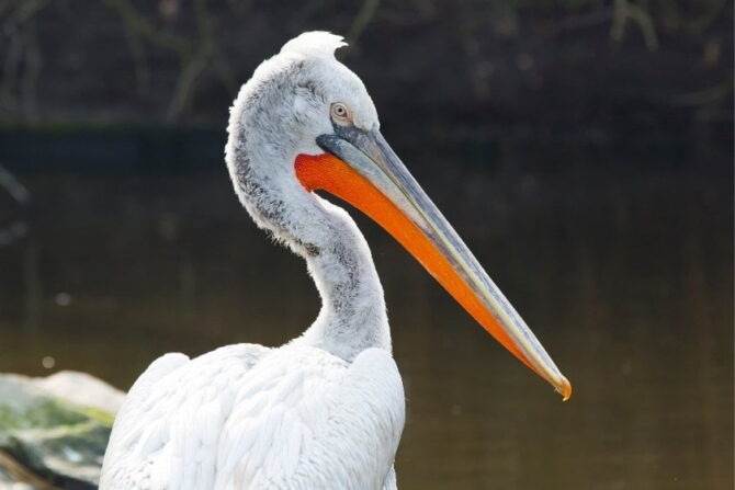 Close Up of Dalmatian Pelican (Pelecanus Cruiqus)