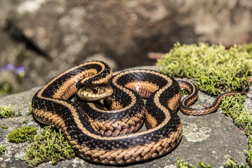 Close Up of Eastern Garter Snake