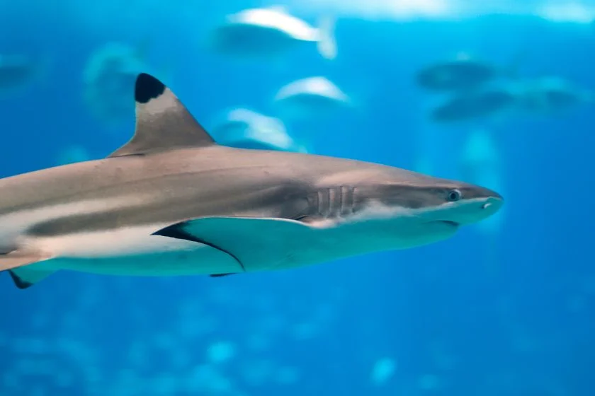 Close Up of Grey Reef Shark (Carcharhinus amblyrhynchos)