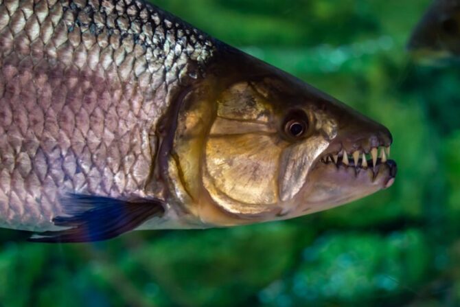 Close View of African Tigerfish (Hydrocynus vittatus) Show Huge Sharp Teeth