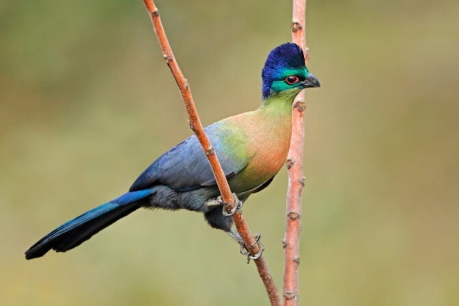 Close View of Purple-Crested Turaco (Tauraco porphyreolophus) in South Africa