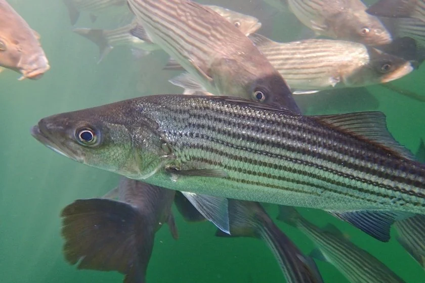 Close View of Striped Bass (Morone saxatilis) in Lake Mead