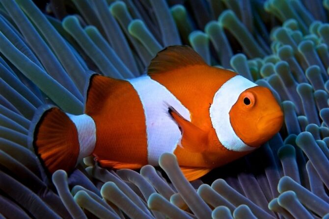 Clownfish (Amphiprioninae) in Anemone