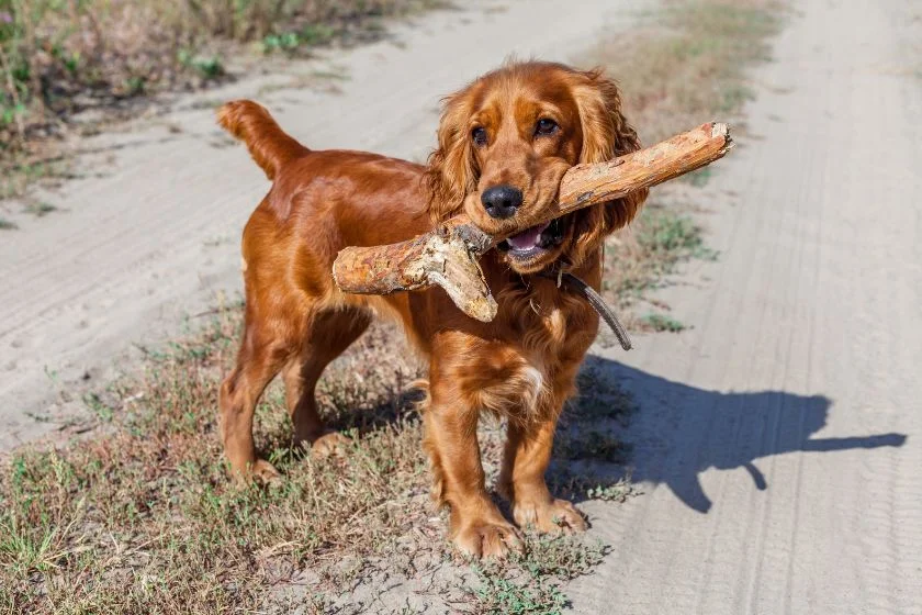 Cocker Spaniel Dog Standing Carrying Stick