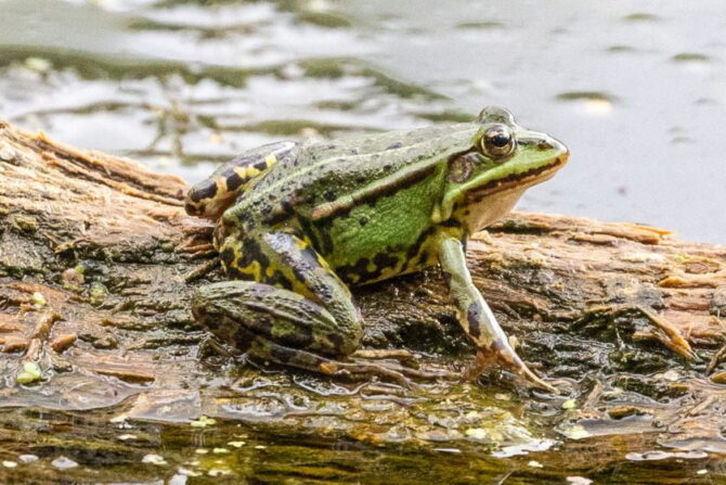 Common Frog (Rana temporaria) Resting on Log by the Pond