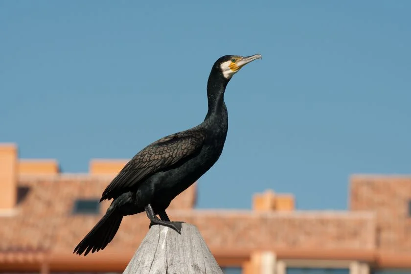 Cormorant (Phalacrocoracidae) Standing on Post in Marina