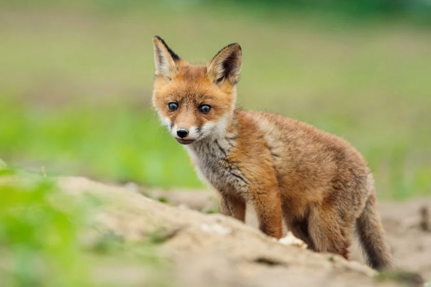 Cute European Red Fox Cub