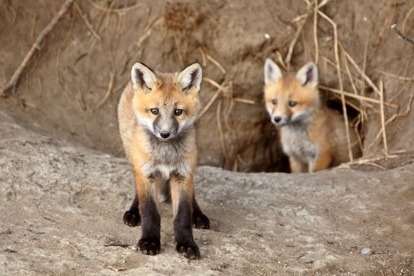 Cute Red Fox Pups Outside Their Den