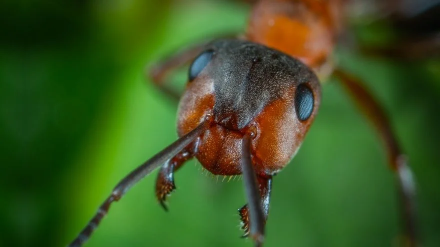 Do Ants Have Eyes How Many And How Well Do They See