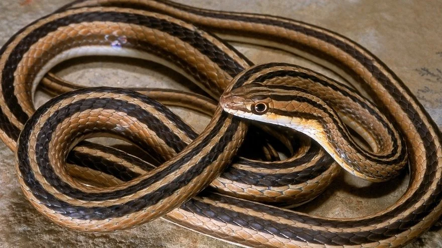 Do Snakes Have Legs? The Untold Truth About Snake Legs