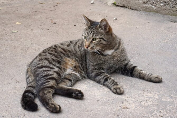 Domestic Mackerel Tabby Cat (Felis catus) Lying on Ground